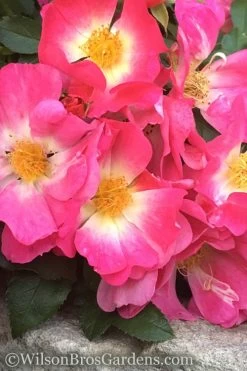 Pink Drift Groundcover Rose - 1 Gallon Pot 12 Pink Drift Groundcover Rose - 1 Gallon Pot -SHRUBS and BUSHES Store rose pink drift 11