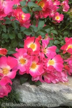 Pink Drift Groundcover Rose - 1 Gallon Pot 14 Pink Drift Groundcover Rose - 1 Gallon Pot -SHRUBS and BUSHES Store rose pink drift 12