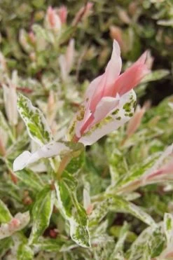 Flamingo Dappled Willow (Shrub Form) - 3 Gallon Pot 15 Flamingo Dappled Willow (Shrub Form) - 3 Gallon Pot -SHRUBS and BUSHES Store salix integra flamingo dappled willow bush 3 1