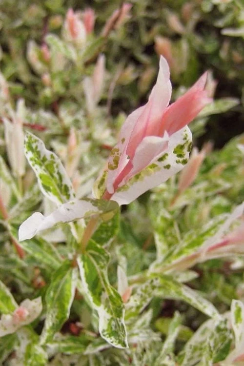 Flamingo Dappled Willow (Shrub Form) - 1 Gallon Pot 9 Flamingo Dappled Willow (Shrub Form) - 1 Gallon Pot - Image 7