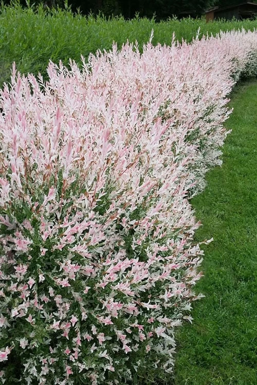 Flamingo Dappled Willow (Shrub Form) - 1 Gallon Pot 6 Flamingo Dappled Willow (Shrub Form) - 1 Gallon Pot - Image 4