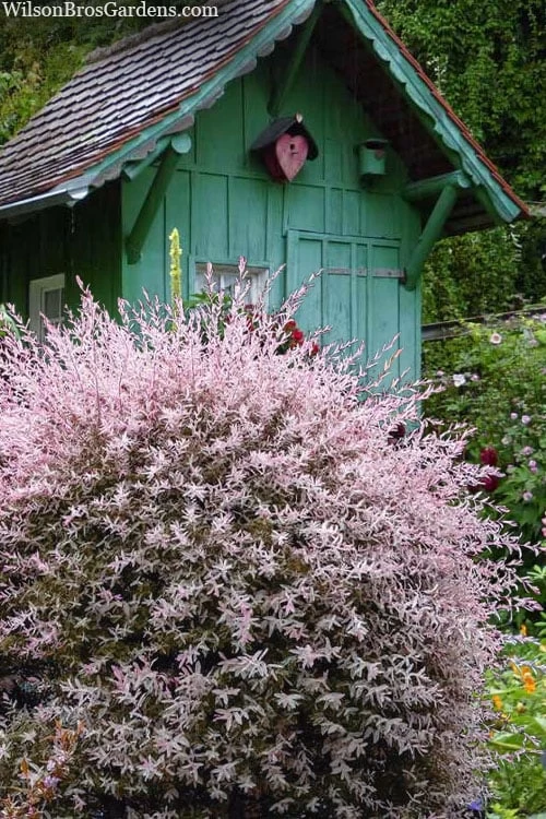 Flamingo Dappled Willow (Shrub Form) - 3 Gallon Pot 3 Flamingo Dappled Willow (Shrub Form) - 3 Gallon Pot