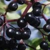 American Elderberry (Sambucus Nigra Canadensis) - 3 Gallon Pot