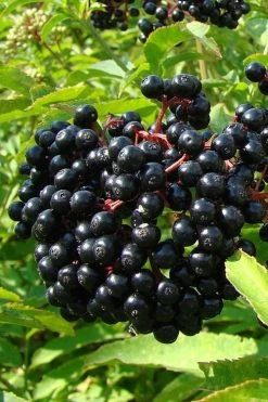 American Elderberry (Sambucus Nigra Canadensis) - 3 Gallon Pot 14 American Elderberry (Sambucus Nigra Canadensis) - 3 Gallon Pot -SHRUBS and BUSHES Store sambucus nigra canadensis common elderberry 4