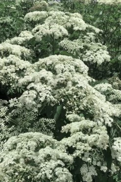 American Elderberry (Sambucus Nigra Canadensis) - 3 Gallon Pot 15 American Elderberry (Sambucus Nigra Canadensis) - 3 Gallon Pot -SHRUBS and BUSHES Store sambucus nigra canadensis common elderberry 7