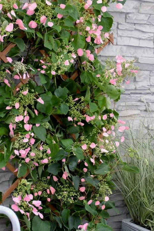 Rose Sensation Pink Climbing Hydrangea Vine - 3 Gallon Pot 3 Rose Sensation Pink Climbing Hydrangea Vine - 3 Gallon Pot