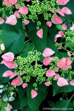 Rose Sensation Pink Climbing Hydrangea Vine - 3 Gallon Pot 19 Rose Sensation Pink Climbing Hydrangea Vine - 3 Gallon Pot -SHRUBS and BUSHES Store schizophragma hydrangeoides rose sensation climbing hydrangea 106