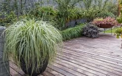 Feather Falls Sedge (Carex Oshimensis) - 5 Pack Of Quart Pots -SHRUBS and BUSHES Store sedge feather falls 3 800x500 1