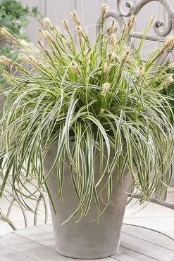 Feather Falls Sedge (Carex Oshimensis) - 5 Pack Of Quart Pots -SHRUBS and BUSHES Store sedge feather falls 500x750 1
