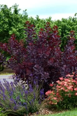 Royal Purple Smoke Tree (TREE FORM) - 5 Gallon Pot 21 Royal Purple Smoke Tree (TREE FORM) - 5 Gallon Pot -SHRUBS and BUSHES Store smoke tree royal purple 20