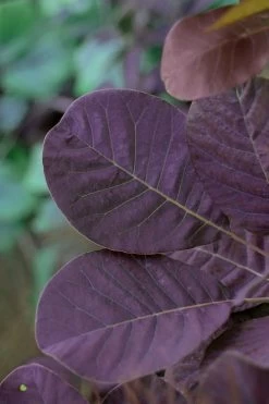 Royal Purple Smoke Tree (TREE FORM) - 5 Gallon Pot 15 Royal Purple Smoke Tree (TREE FORM) - 5 Gallon Pot -SHRUBS and BUSHES Store smoke tree royal purple 22