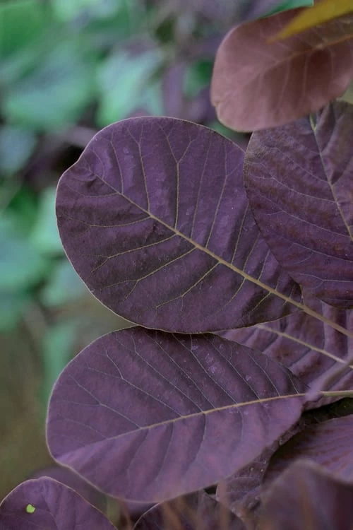 Royal Purple Smoke Tree (TREE FORM) - 5 Gallon Pot 6 Royal Purple Smoke Tree (TREE FORM) - 5 Gallon Pot - Image 4