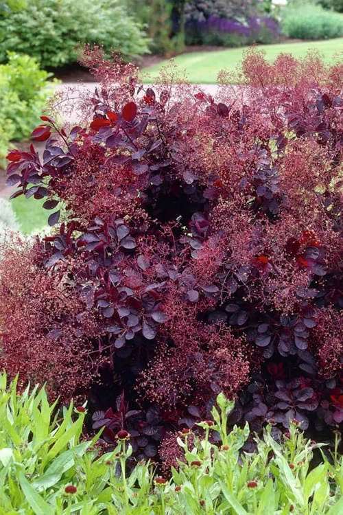 Royal Purple Smoke Tree (TREE FORM) - 5 Gallon Pot 8 Royal Purple Smoke Tree (TREE FORM) - 5 Gallon Pot - Image 6