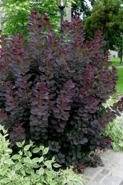 Royal Purple Smoke Tree (TREE FORM) - 5 Gallon Pot 14 Royal Purple Smoke Tree (TREE FORM) - 5 Gallon Pot -SHRUBS and BUSHES Store smoke tree royal purple 25