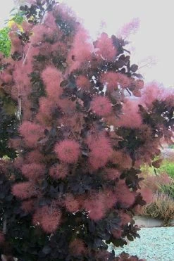 Royal Purple Smoke Tree (TREE FORM) - 5 Gallon Pot 18 Royal Purple Smoke Tree (TREE FORM) - 5 Gallon Pot -SHRUBS and BUSHES Store smoke tree royal purple 28