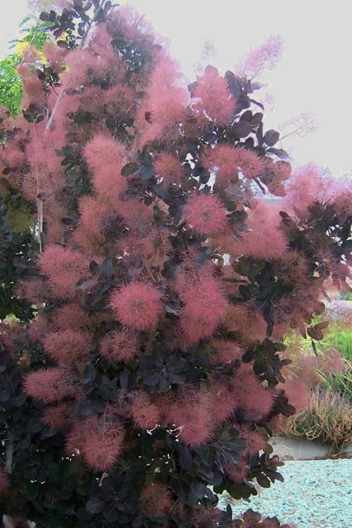 Royal Purple Smoke Tree (TREE FORM) - 5 Gallon Pot 9 Royal Purple Smoke Tree (TREE FORM) - 5 Gallon Pot - Image 7