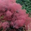 Royal Purple Smoke Tree (TREE FORM) - 5 Gallon Pot -SHRUBS and BUSHES Store smoke tree royal purple 29 thumbnail
