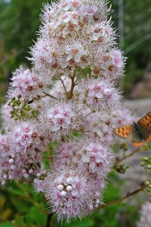 White Meadowsweet (Spirea Alba) - 1 Gallon Pot 3 White Meadowsweet (Spirea Alba) - 1 Gallon Pot