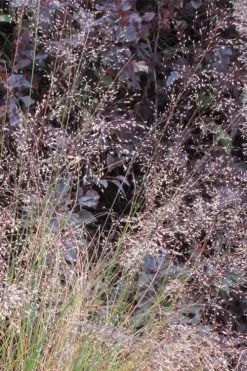 Prairie Dropseed Grass (Sporobolis Heterolepis) - 6 Pack Of 1 Gallon Pots -SHRUBS and BUSHES Store sporobolis heterolepis prairie dropseed grass 10