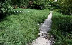 Prairie Dropseed Grass (Sporobolis Heterolepis) - 6 Pack Of 1 Gallon Pots -SHRUBS and BUSHES Store sporobolis heterolepis prairie dropseed grass 2