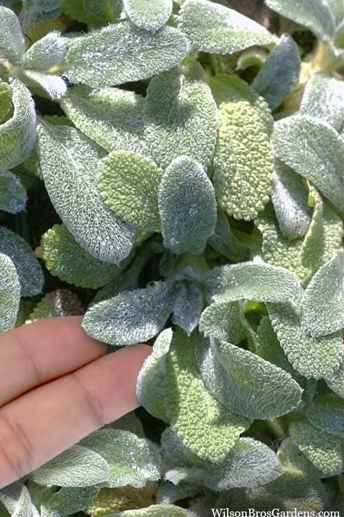 Silky Fleece Dwarf Lambs Ear (Stachys Byzantina) - 10 Pack Of Quarts Pots 3 Silky Fleece Dwarf Lambs Ear (Stachys Byzantina) - 10 Pack Of Quarts Pots