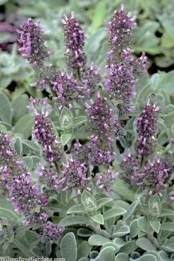 Silky Fleece Dwarf Lambs Ear (Stachys Byzantina) - 10 Pack Of Quarts Pots 11 Silky Fleece Dwarf Lambs Ear (Stachys Byzantina) - 10 Pack Of Quarts Pots -SHRUBS and BUSHES Store stachys byzantine silky fleece lambs ear 101