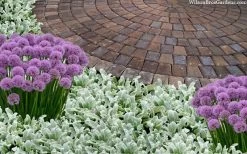 Silky Fleece Dwarf Lambs Ear (Stachys Byzantina) - 10 Pack Of Quarts Pots 10 Silky Fleece Dwarf Lambs Ear (Stachys Byzantina) - 10 Pack Of Quarts Pots -SHRUBS and BUSHES Store stachys byzantine silky fleece lambs ear 105