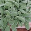 Silky Fleece Dwarf Lambs Ear (Stachys Byzantina) - 5 Pack Of Quarts Pots