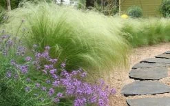 Pony Tails Mexican Feather Grass - Stipa Tennuissima - 1 Gallon Pot -SHRUBS and BUSHES Store stipa tenuissima ponytails mexican feather grass 105 1