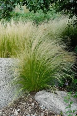 Pony Tails Mexican Feather Grass (Stipa Tennuissima) - 6 Pack Of Quart Pots -SHRUBS and BUSHES Store stipa tenuissima ponytails mexican feather grass 107