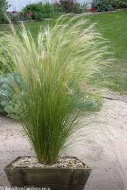 Pony Tails Mexican Feather Grass (Stipa Tennuissima) - 6 Pack Of Quart Pots -SHRUBS and BUSHES Store stipa tenuissima ponytails mexican feather grass 111