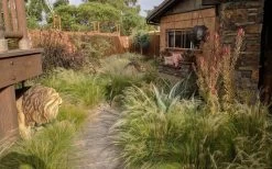 Pony Tails Mexican Feather Grass - Stipa Tennuissima - 1 Gallon Pot -SHRUBS and BUSHES Store stipa tenuissima ponytails mexican feather grass 115 1