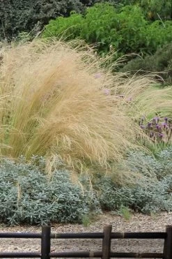 Pony Tails Mexican Feather Grass - Stipa Tennuissima - 1 Gallon Pot -SHRUBS and BUSHES Store stipa tenuissima ponytails mexican feather grass 117 1