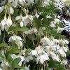 Fragrant Fountain Weeping Japanese Snowbell Tree - 5 Gallon Pot -SHRUBS and BUSHES Store styrax japonica fragrant fountain weeping japanese snowbell tree 3