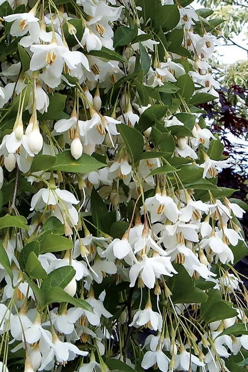 Fragrant Fountain Weeping Japanese Snowbell Tree - 5 Gallon Pot 3 Fragrant Fountain Weeping Japanese Snowbell Tree - 5 Gallon Pot