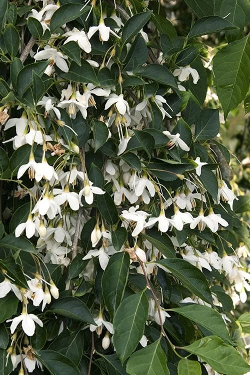 Fragrant Fountain Weeping Japanese Snowbell Tree - 5 Gallon Pot 11 Fragrant Fountain Weeping Japanese Snowbell Tree - 5 Gallon Pot - Image 9