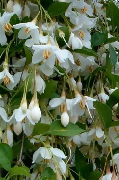 Fragrant Fountain Weeping Japanese Snowbell Tree - 5 Gallon Pot 17 Fragrant Fountain Weeping Japanese Snowbell Tree - 5 Gallon Pot -SHRUBS and BUSHES Store styrax japonica fragrant fountain weeping japanese snowbell tree 6