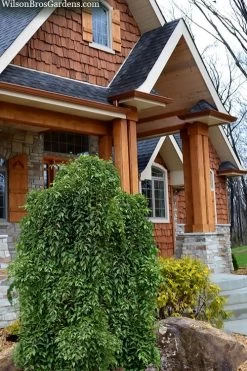 Fragrant Fountain Weeping Japanese Snowbell Tree - 5 Gallon Pot 14 Fragrant Fountain Weeping Japanese Snowbell Tree - 5 Gallon Pot -SHRUBS and BUSHES Store styrax japonica fragrant fountain weeping japanese snowbell tree 9