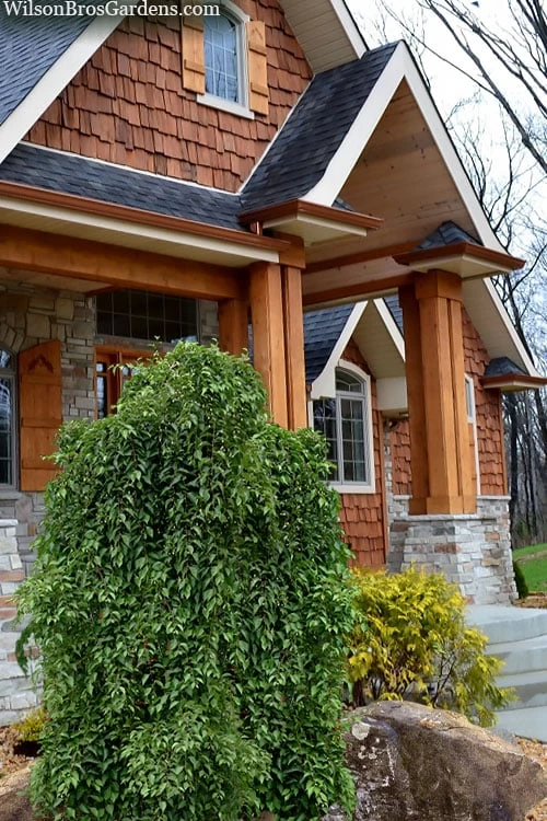 Fragrant Fountain Weeping Japanese Snowbell Tree - 5 Gallon Pot 6 Fragrant Fountain Weeping Japanese Snowbell Tree - 5 Gallon Pot - Image 4