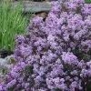 Miss Kim Lilac - 2 Gallon Pot -SHRUBS and BUSHES Store syringa miss kim lilac 8