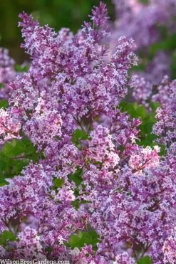 Miss Kim Lilac - 2 Gallon Pot -SHRUBS and BUSHES Store syringa miss kim lilac 9