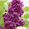 Ludwig Spaeth French Lilac (Syringa) - 1 Gallon Pot 1 Ludwig Spaeth French Lilac (Syringa) - 1 Gallon Pot -SHRUBS and BUSHES Store syringa vulgaris ludwig spaeth lilac 3