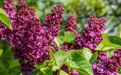 Ludwig Spaeth French Lilac (Syringa) - 1 Gallon Pot -SHRUBS and BUSHES Store syringa vulgaris ludwig spaeth lilac 4