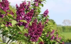 Ludwig Spaeth French Lilac (Syringa) - 1 Gallon Pot -SHRUBS and BUSHES Store syringa vulgaris ludwig spaeth lilac 5