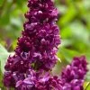 Monge French Lilac (Syringa) - 3 Gallon Pot -SHRUBS and BUSHES Store syringa vulgaris monge lilac 1