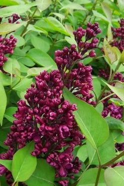 Monge French Lilac (Syringa) - 3 Gallon Pot -SHRUBS and BUSHES Store syringa vulgaris monge lilac 2