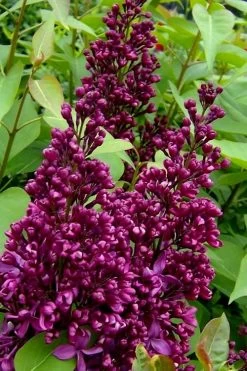 Monge French Lilac (Syringa) - 3 Gallon Pot -SHRUBS and BUSHES Store syringa vulgaris monge lilac 3