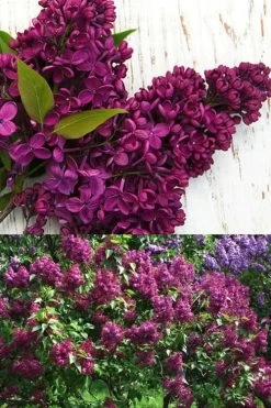 Monge French Lilac (Syringa) - 3 Gallon Pot -SHRUBS and BUSHES Store syringa vulgaris monge lilac 4