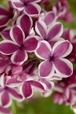 Sensation French Lilac (Syringa) - 3 Gallon Pot 14 Sensation French Lilac (Syringa) - 3 Gallon Pot -SHRUBS and BUSHES Store syringa vulgaris sensation french lilac 2