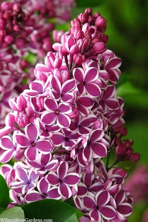 Sensation French Lilac (Syringa) - 3 Gallon Pot 3 Sensation French Lilac (Syringa) - 3 Gallon Pot